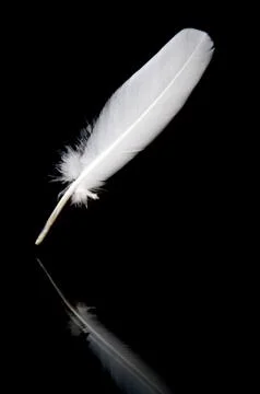 White feather on black Stock Photos