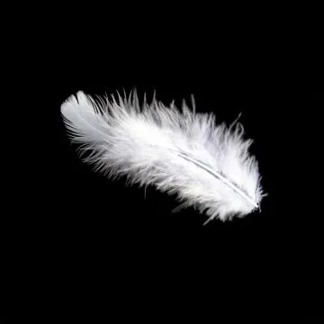 White feather on black Stock Photos