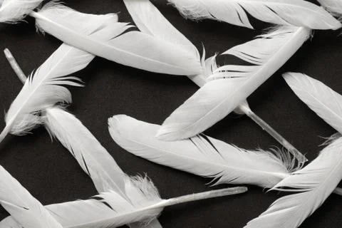 White feather on black Stock Photos