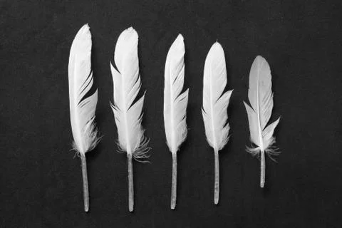 White feather on black Stock Photos