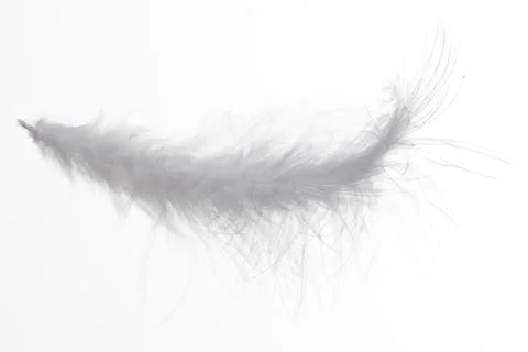 A white feather with a black tip Stock Photos