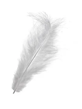 A white feather with a black tip Stock Photos