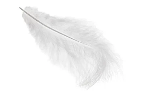 A white feather with a black tip Stock Photos