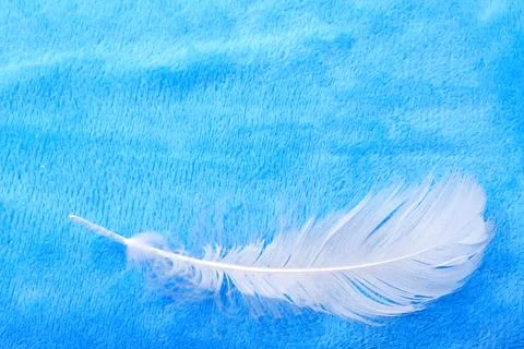 White feather on a blue background Stock Photos