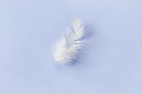 White feather on blue background Foto stock