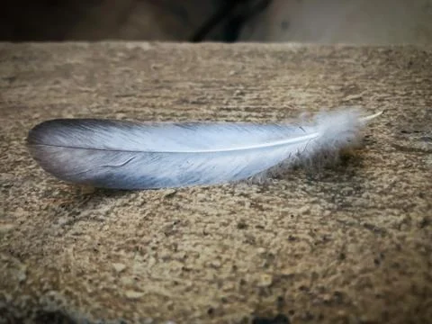 White feather on blur background Stock Photos