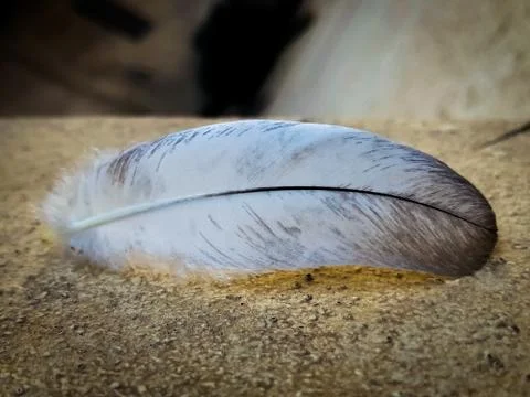 White feather on blur background Stock Photos