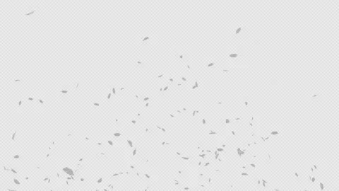 White Feather Burst Stock Footage 224436486