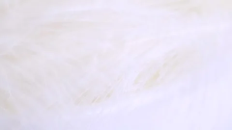 White feather close-up. Selective focus, slow motion feather background. Ma.. Stock Footage 249756775