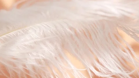 White feather, close up. Selective focus, slow motion, feather background. Stock Footage 299364119