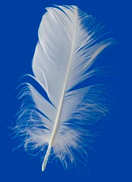 White feather cutout Stock Photos