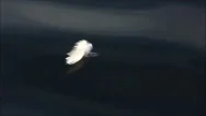 White Feather On Dark Water. Stock Footage