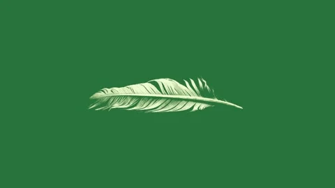 White feather on dove with bird in the middle wallpaper leaf it Stock Footage 335979266