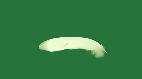 White feather on dove flying through screen bird figure cartoonish Stock Footage 335987802