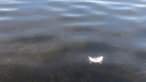 White Feather drifting on a lake Stock Footage 87076493