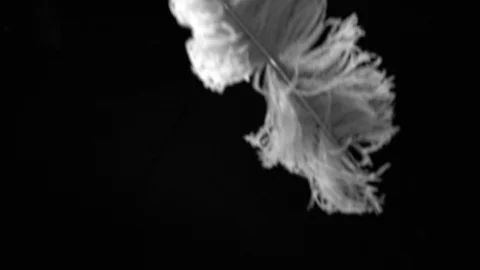 White feather drop slow motion on black background 스톡 동영상 91601676