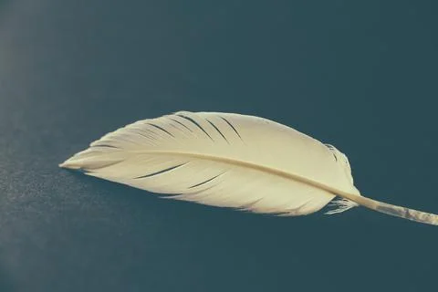 White feather on elegant background Stock Photos