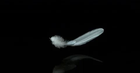 White Feather Falling against Black Background, Normandy, Slow Motion 4K Stock Footage