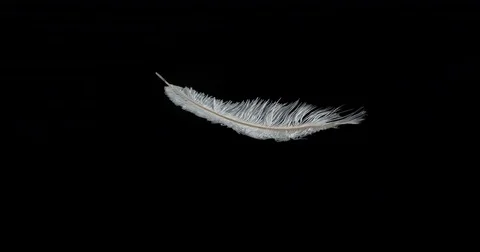 White Feather Falling against Black Background, Normandy, Slow Motion 4K Stock Footage 75981566
