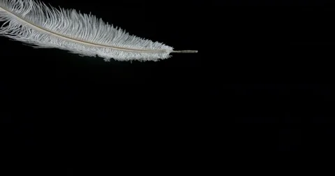 White Feather Falling against Black Background, Normandy, Slow Motion 4K Stock Footage 75981676