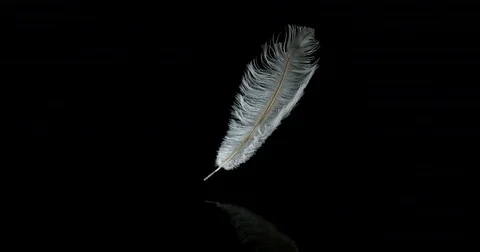 Black Feather On The White Background. Stock Photo, Picture and