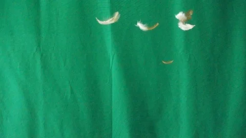 White Feather Falling against green Background, Normandy, Slow Motion Stock Footage 109474640