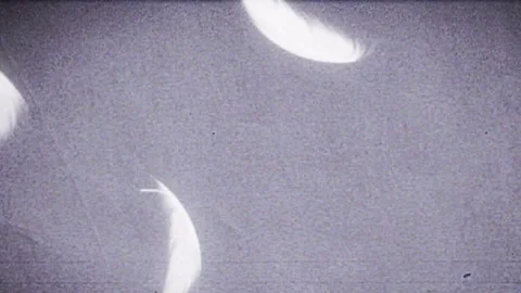 White Feather Falling Animation On Grunge Noise Retro Screen Stock Footage 283649942