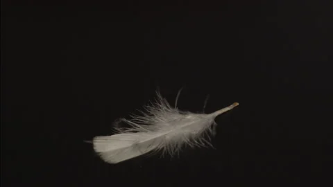 White feather falling down black background Stock Footage 145987190
