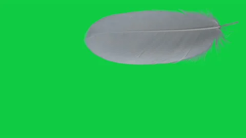 White feather falling isolated on green screen background Stock Footage 163153441