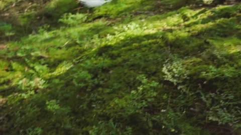 White Feather Falls In The Forest Stock Footage