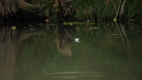 A white feather floating on the calm surface of a river Stock Footage