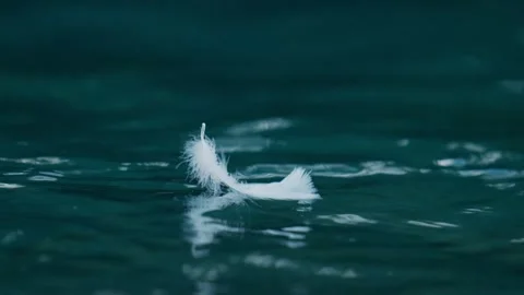 White feather floating on calm water surface close up symbol of peace Stock Footage 340872078
