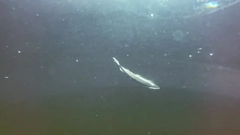 A white feather floating dreamily on water, Stock Footage 159640504