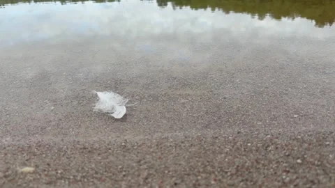 White feather floating on water surface Video stock 317811581
