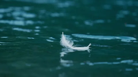 White feather floating on water surface close up symbol of peace and freedom Stock Footage 340872120