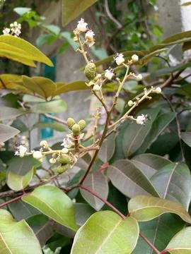 White feather flower Stock Photos
