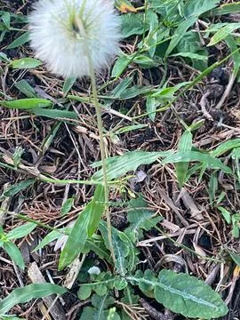 White feather flower Stock Photos