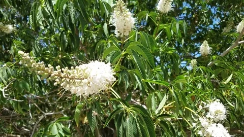 White feather flower tree with green leaves on bright sunny summer day Stock Footage