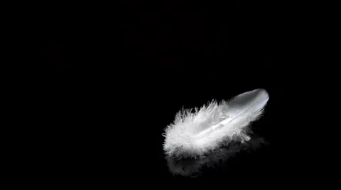 White feather Stock Footage 67704596