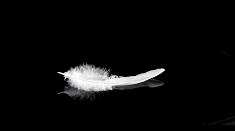 White feather Video stock 67704706