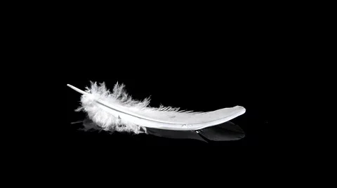 White feather Stock Footage 67704957