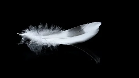 White feather Stock Footage 67705165