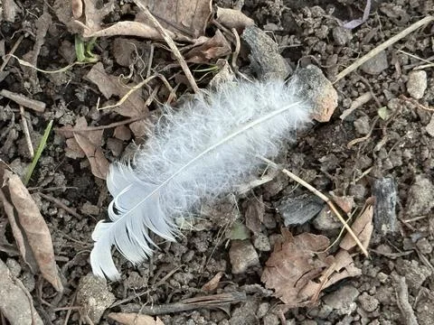 White Feather on Forest Floor Stock-Fotos