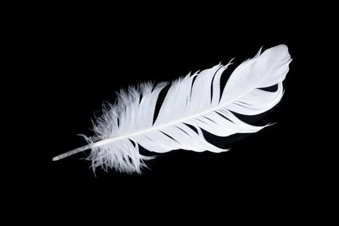 White feather of a goose on a black background Stock-Fotos