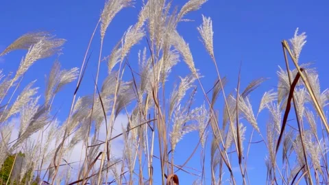 White feather grass sways in the wind against a blue sky Stock Footage 141742502