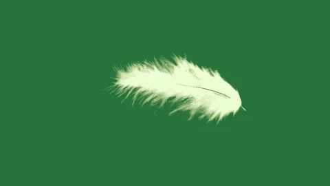 A white feather on green background and green screen animated chromakey Stock-Footage 335977855
