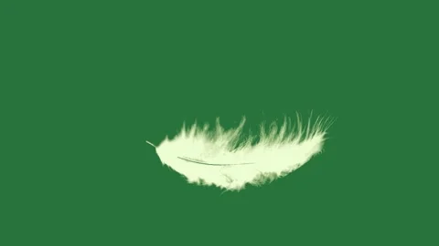 A white feather on green background and with green screen animated chromakey Stock-Footage 335977857