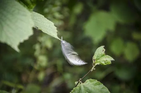 White feather on a green leaf in the forest. Selective focus. Stock Photos