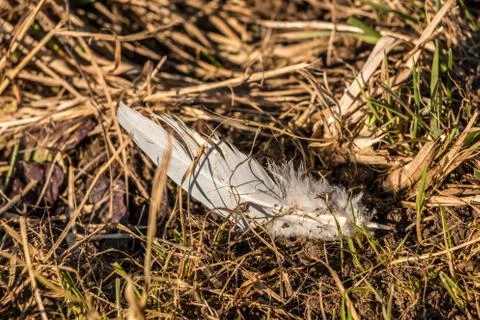 White feather on the ground of the field 库存照片