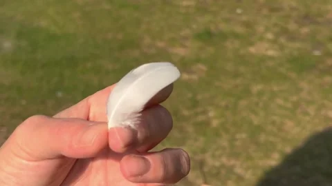 White Feather Held in Hand in Soft Natural Light Stock Footage 330125242